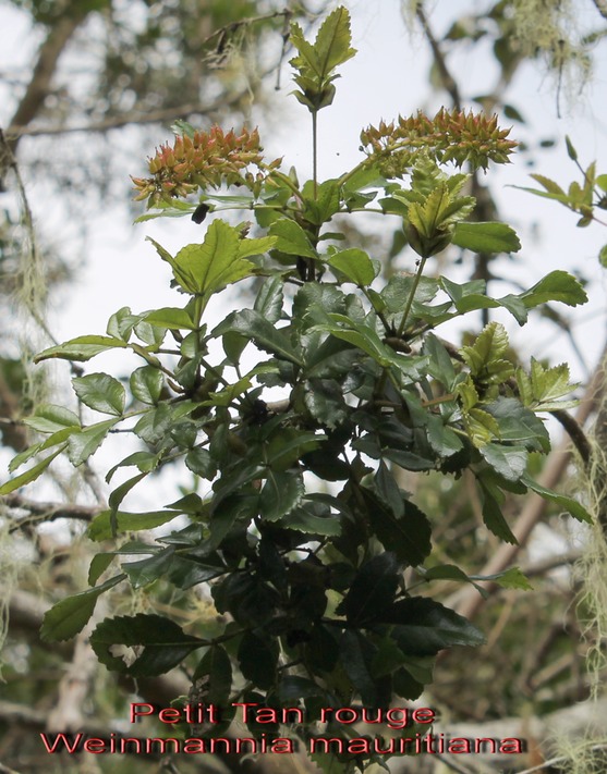 Ti Tan rouge - Weinmannia mauritiana - Cunoniace -BM