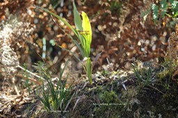 Un petit jardin sur un tronc