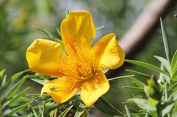 Une fleur d'Hypericum