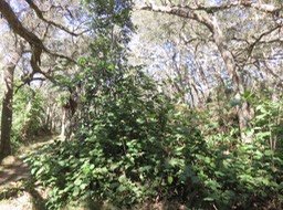 1 Croissance Vigne marronne (il y a ± un an on accédait au pied du Catafaille patte poule au centre de la photo)