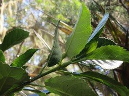 10 Une glande mais pas critère. Claoxylon glandulosum - Grand Bois d'oiseau - Euphorbiacée - B IMG_0016