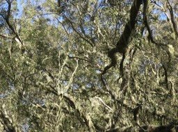 4 Canopée Tamarinaie avec Barb'zarab IMG_0007