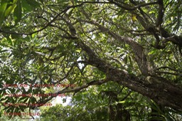 Bois de Laurent Martin