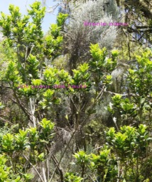 Branle blanc et Joli coeur des hauts
