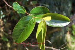 Change écorce- les feuilles