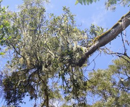 Chourichaude- Mousses- Fougères et Lichens sur Tamarin des hauts