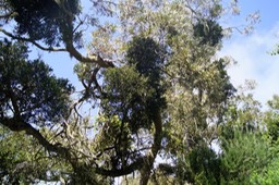 Chourichaude ou Gui sur Tamarin des hauts