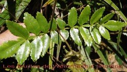 Feuilles composées de Weinmannia tinctoria