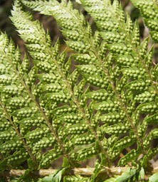 Les sores ou groupes de sporanges d'une fougère