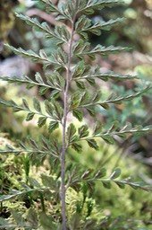 Les sores sur la face inférieure