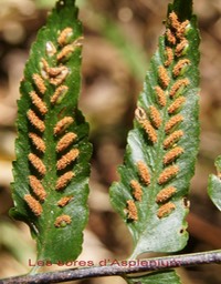 Sores d'Asplenium boltonii