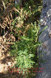 Tamarin des hauts- Feuilles juvéniles