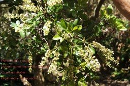 Weinmannia mauritiana - Petit Tan - Cunoniaceae- BM