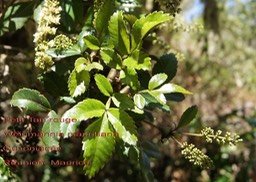 Weinmannia mauritiana