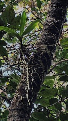 IMG_9145.jpeg