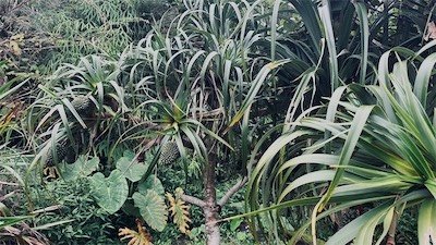 IMG_9154.jpeg