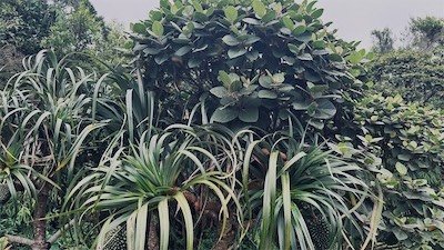 IMG_9155.jpeg