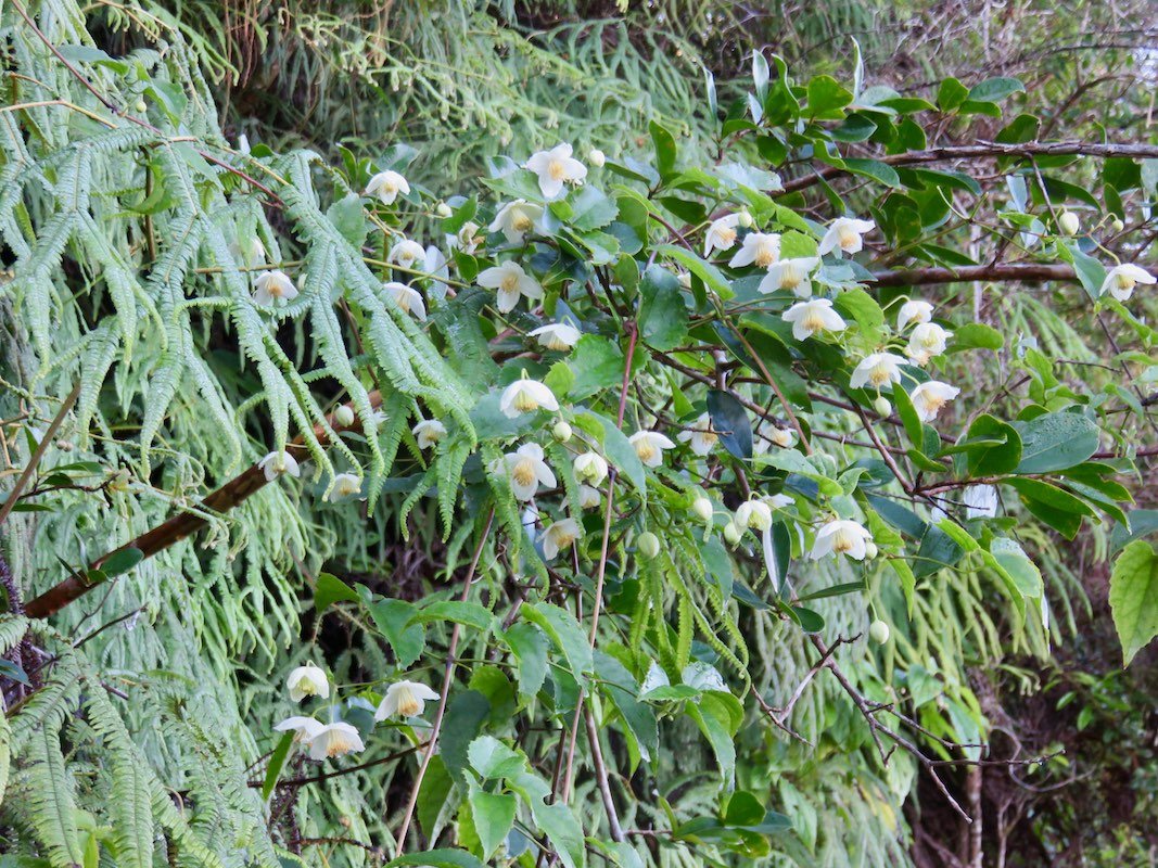 1. Floraison de Clematis mauritiana - Liane marabit - RANUNCULACEE Masc., Mada