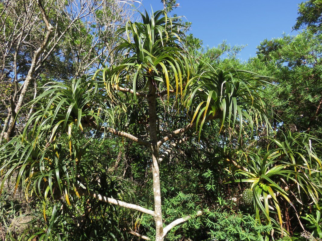 12. Pandanus montanus - Pandanacée - B   PlantNat  54%