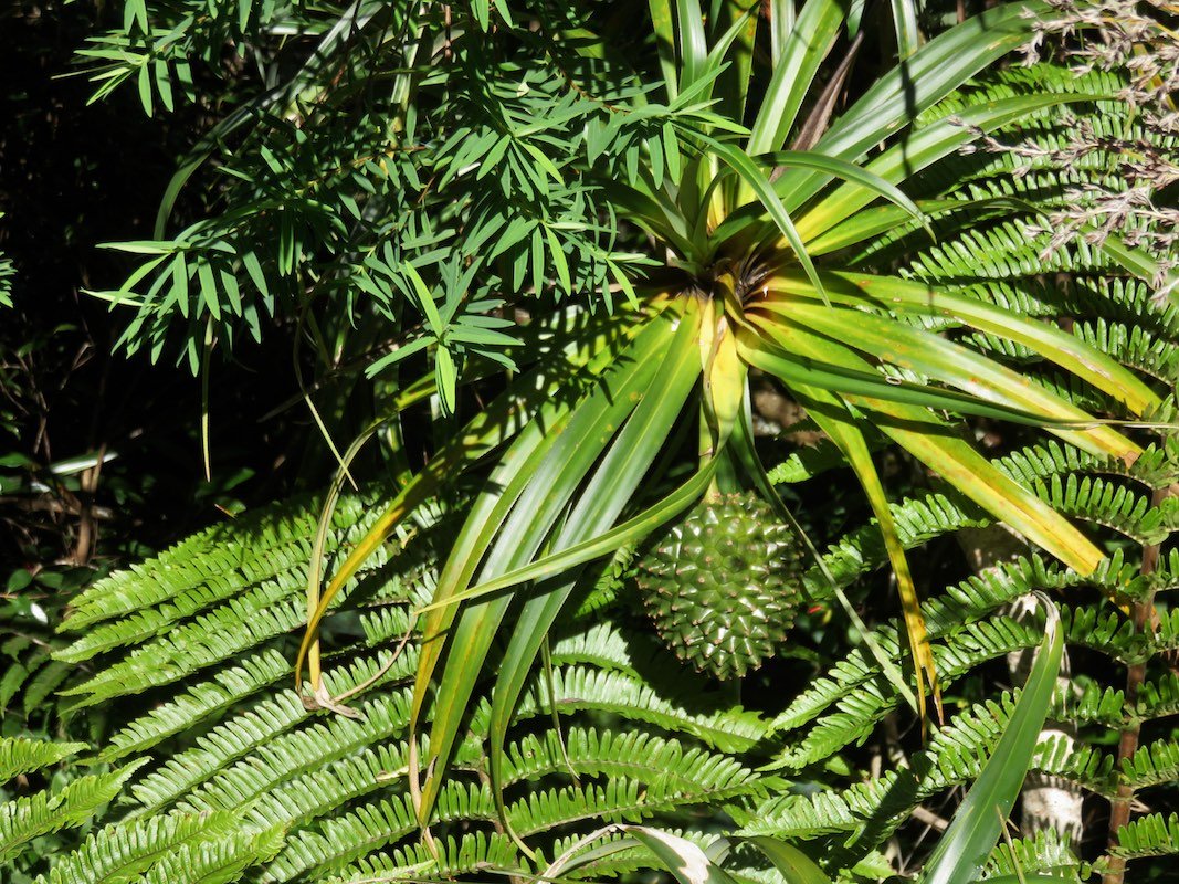 13. Fruit de Pandanus montanus - Pandanacée - B   PlantNat  54%