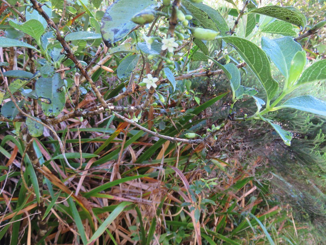 14. Geniostoma borbonicum - Bois de piment ou Bois de rat - Loganiaceae.