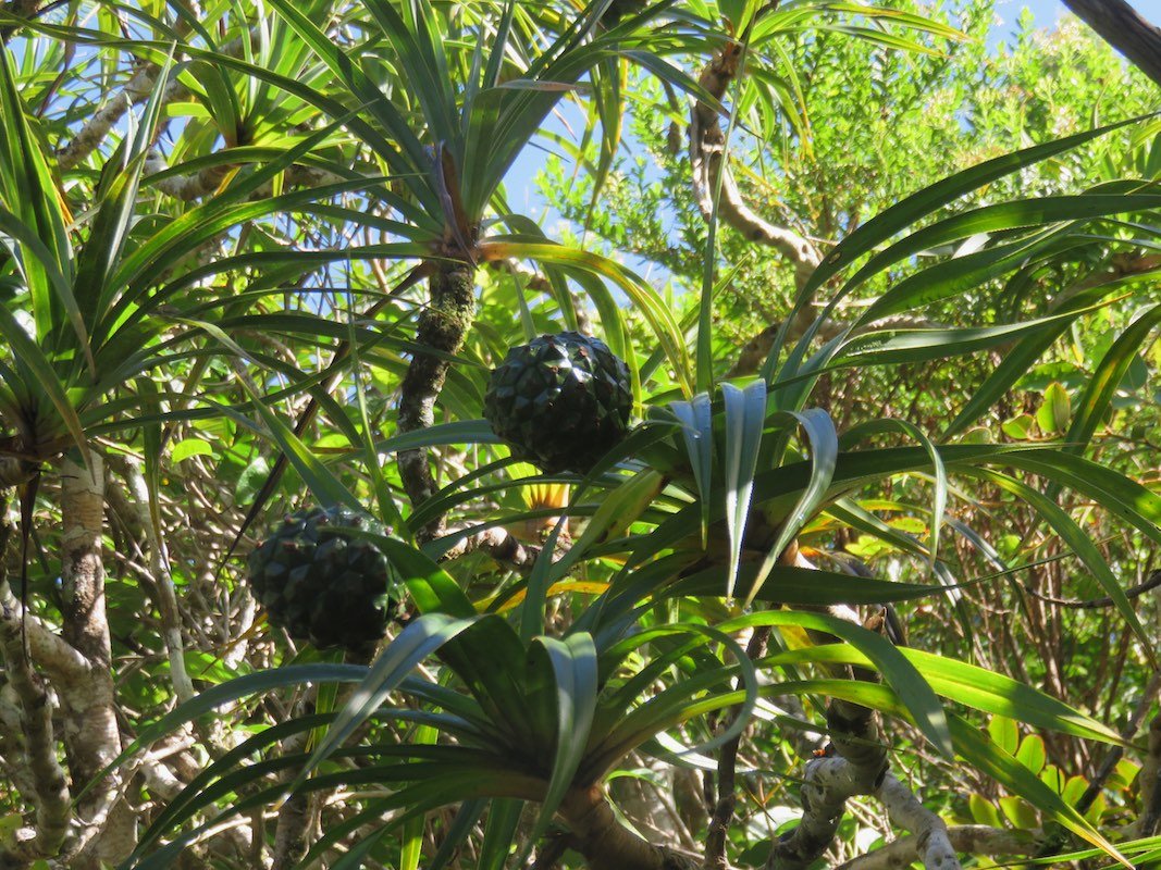 17. Pandanus montanus  (??? sylvestris) - Pandanacée - B