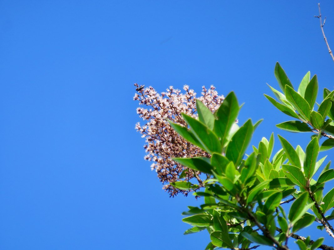 25. Fleurs. - Inflorescence de Nuxia verticillata - Bois maigre - Stilbacée-M.