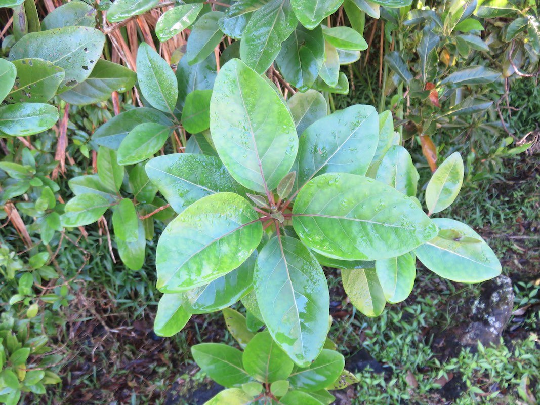 3. Nuxia verticillata - Bois maigre - Stilbacée-M.   verticillation par trois.