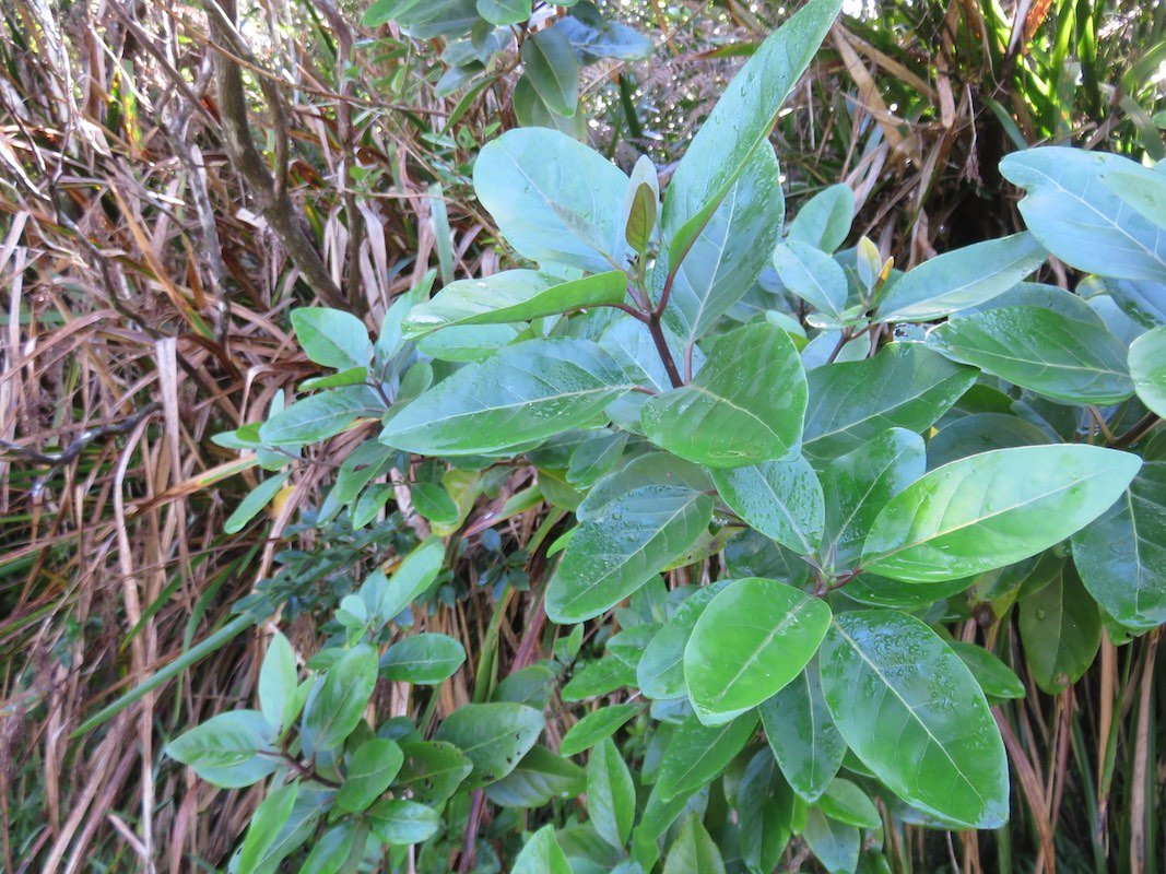 4. Nuxia verticillata - Bois maigre - Stilbacée-M.   verticillation par trois
