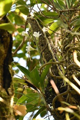 Beclardia macrostachya-EPIDENDROIDEAE-Indigene Reunion