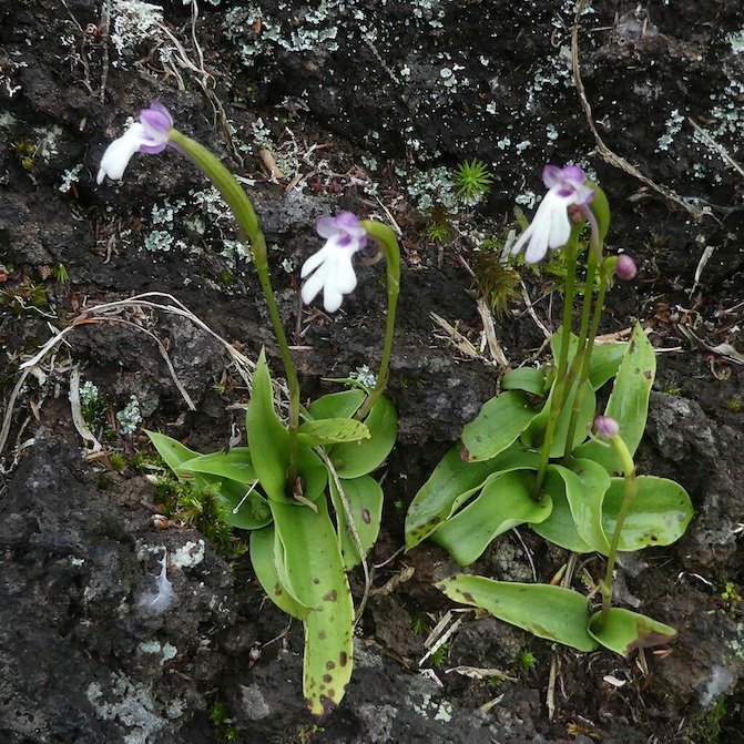 Cynorkis fastigiata-ORCHIDOIDEAE-Indigene Reunion
