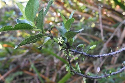Geniostoma_borbonicum-Bois_de_piment-LOGANIACEAE-Endemique_Reunion_Maurice