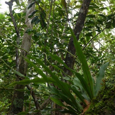 Lepisorus spicatus-POLYPODIACEAE-Indigene Reunion