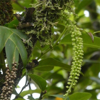 Oberonia disticha-EPIDENDROIDEAE-Indigene Reunion