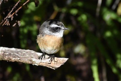 Saxicola-tectes-Tectec-MUSCICAPIDAE-Endemique Reunion