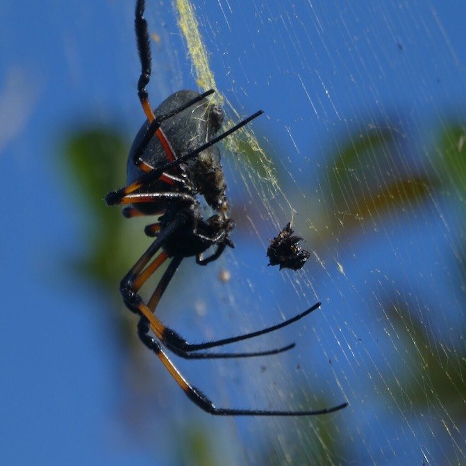 Trichonephila inaurata inaurata se delectant de sa proie
