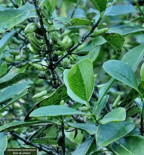 Geniostoma borbonicum  Bois de piment  bois de rat. ( avec fruits immatures )loganiaceae endémique Réunion Maurice