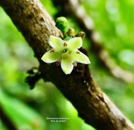 Geniostoma borbonicum  Bois de piment  bois de rat.( fleur et boutons floraux )  loganiaceae endémique Réunion Maurice