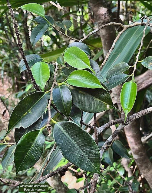 Maillardia borbonica  Bois de maman .bois de sagaye.moraceae. endémique Réunion