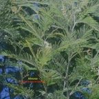 Acacia mearnsii Mimosa Fabaceae E E 536.jpeg