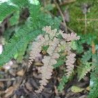 Adiantum hispidulum Pteridaceae Indigène La Réunion 505.jpeg