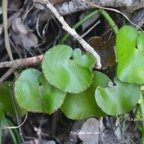 Adiantum reniforme Fougère tam tam Pteridaceae Endémique La Réunion ,Maurice 552.jpeg