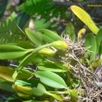Bulbophyllum longiflorum Orchidaceae Indigène La Réunion 564.jpeg
