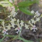 Cryptopus elatus Liane camaron Orchidacea e Endémique La Réunion, Maurice 626.jpeg