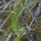 Cynorkis purpurascens Indigène La Réunion 611.jpeg
