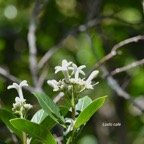 Gaertnera vaginata Losto café Rubiaceae Endémique La Réunion 541.jpeg