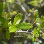 Myonima obovata Bois de prune rat Rubiacea e Endémique La Réunion, Maurice 573.jpeg