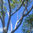 Olea lancea Bois d'olive blanc olea ceae Indigène La Réunion 526.jpeg