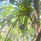Pandanus sylvestris Petit vacoa Pandanaceae Endémique La Réunion 522.jpeg