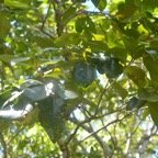 Securinega durissima Bois dur Phyllanthaceae Indigène La Réunion 615.jpeg
